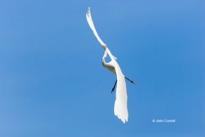 Ardea-alba;Egret;Flying-Bird;Great-Egret;Photography;action;active;aloft;behavio